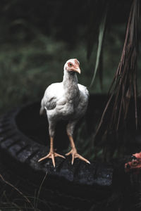 Close-up of bird perching