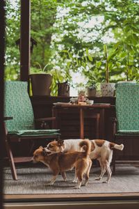 View of a dog on table