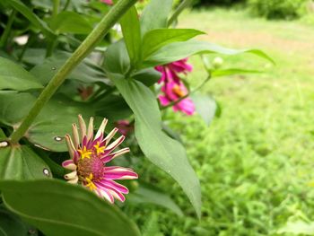 Close-up of pink flower blooming outdoors