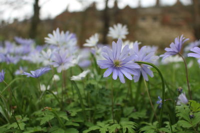 Close-up of purple flowering plants on field