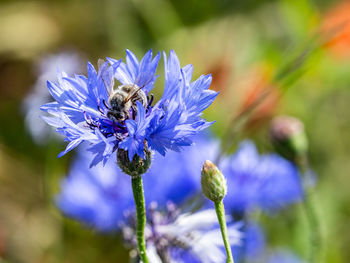 Close-up of bee pollinating on purple flower