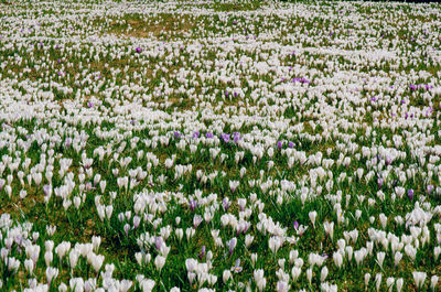 Full frame shot of purple flowering plants