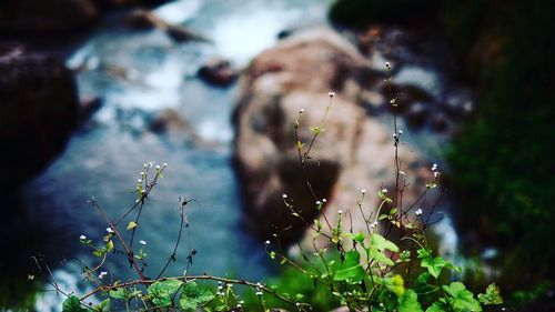 Close-up of wet plants