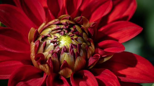 Close-up of red dahlia