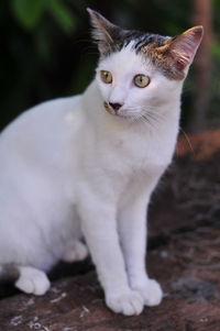 Portrait of cat sitting outdoors