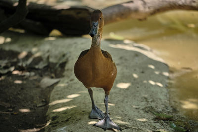 Close-up of bird on shore