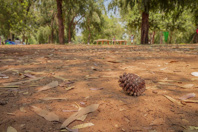 Close-up of pine cone on field during autumn