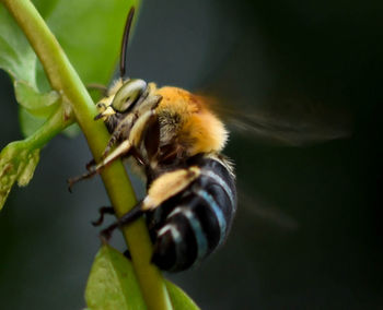 Close-up of bee on flower