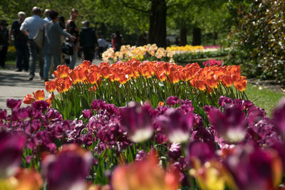 Close-up of purple flowering plants in park