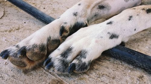Close-up of dog sleeping