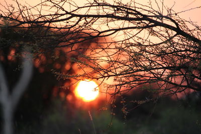 Close-up of tree during sunset