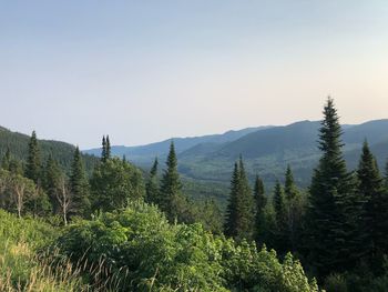 Pine trees in forest against sky