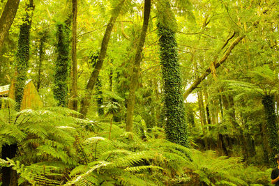 Trees in forest