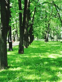 Trees in park