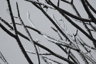 Low angle view of trees