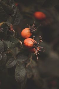 Close-up of tomatoes growing on tree