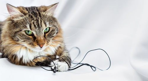 The cat dragged away the music headphones. the pet is playing with the wires