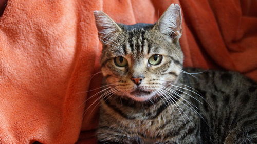 Close-up portrait of cat