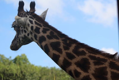 View of giraffe against sky