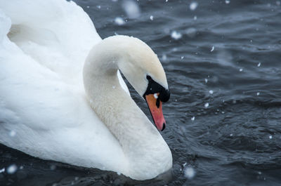 Close-up of swan swimming on lake