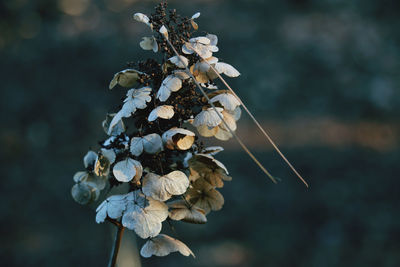 Close-up of wilted plant