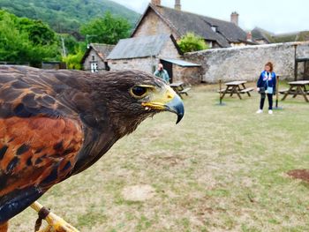 Full length of man feeding on field