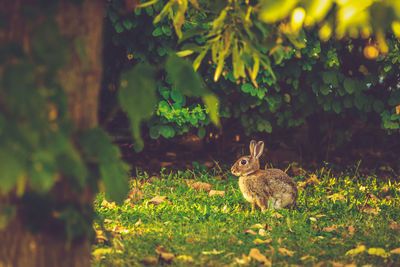 Squirrel on grass in forest