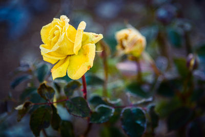 Close-up of yellow flower blooming outdoors