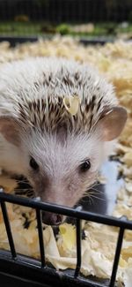 Close-up of an animal