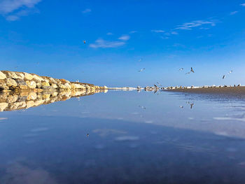 Birds flying over lake against blue sky