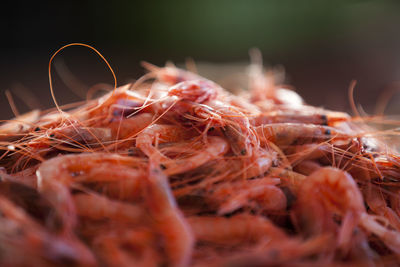 Close-up of shrimps for sale 