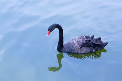 Reflection of black swan in water