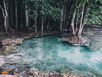 Scenic view of waterfall in forest