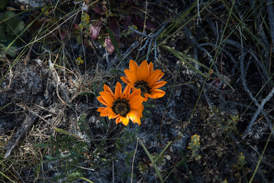 High angle view of orange flowers blooming on field
