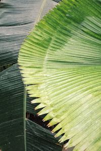 Close-up of leaves