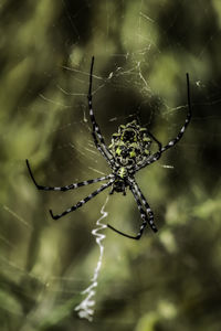 Close-up of spider on web