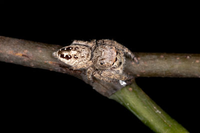 Close-up of lizard on black background