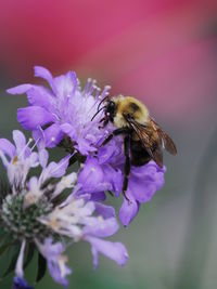 Close-up of bee on purple flower