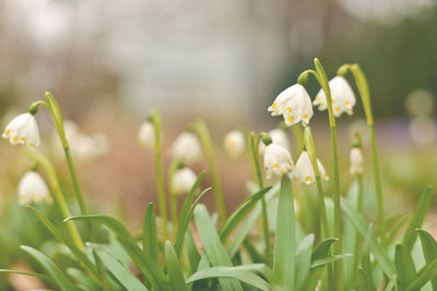 Close-up of white flowers