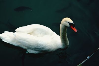 Swan floating on lake