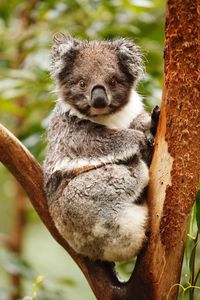 Koala in park