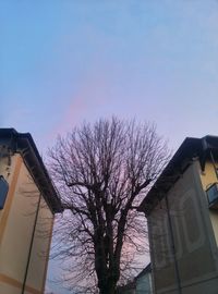 Low angle view of bare trees against the sky