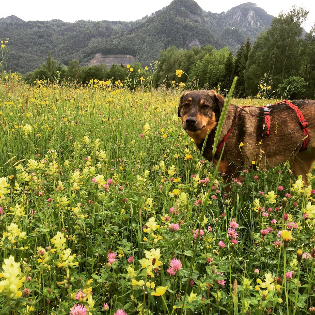 flower, mountain, growth, domestic animals, beauty in nature, plant, field, landscape, nature, freshness, mammal, dog, tranquil scene, scenics, grass, one animal, tranquility, green color, animal themes, pets