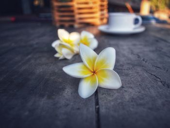 Close-up of white and yellow flowers on table