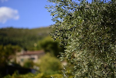 Close-up of tree