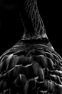 Close-up of horse against black background