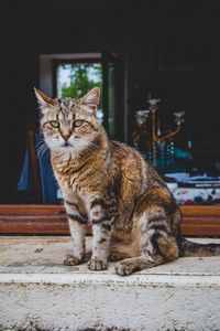 Portrait of cat sitting