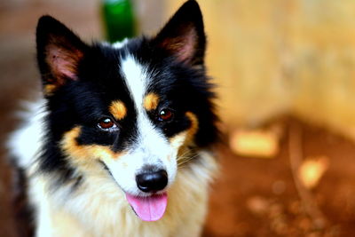 Close-up portrait of a dog