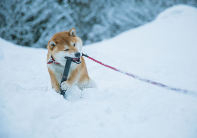 Dog on snow covered land