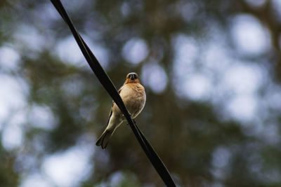 Close-up of bird perching on metal